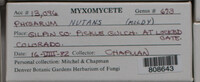 Physarum nutans image